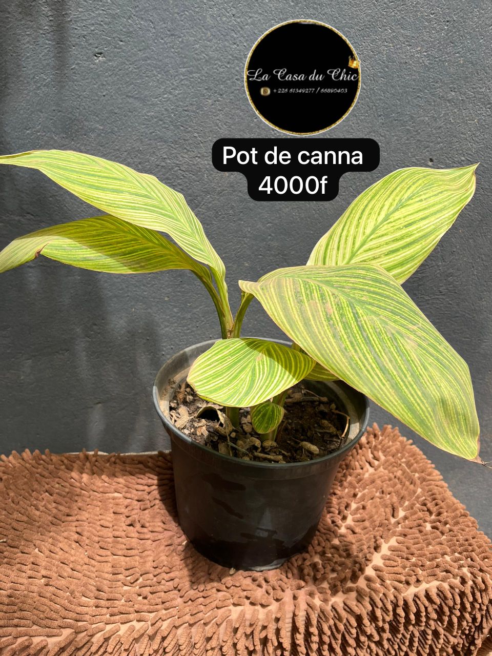 Pot de canna