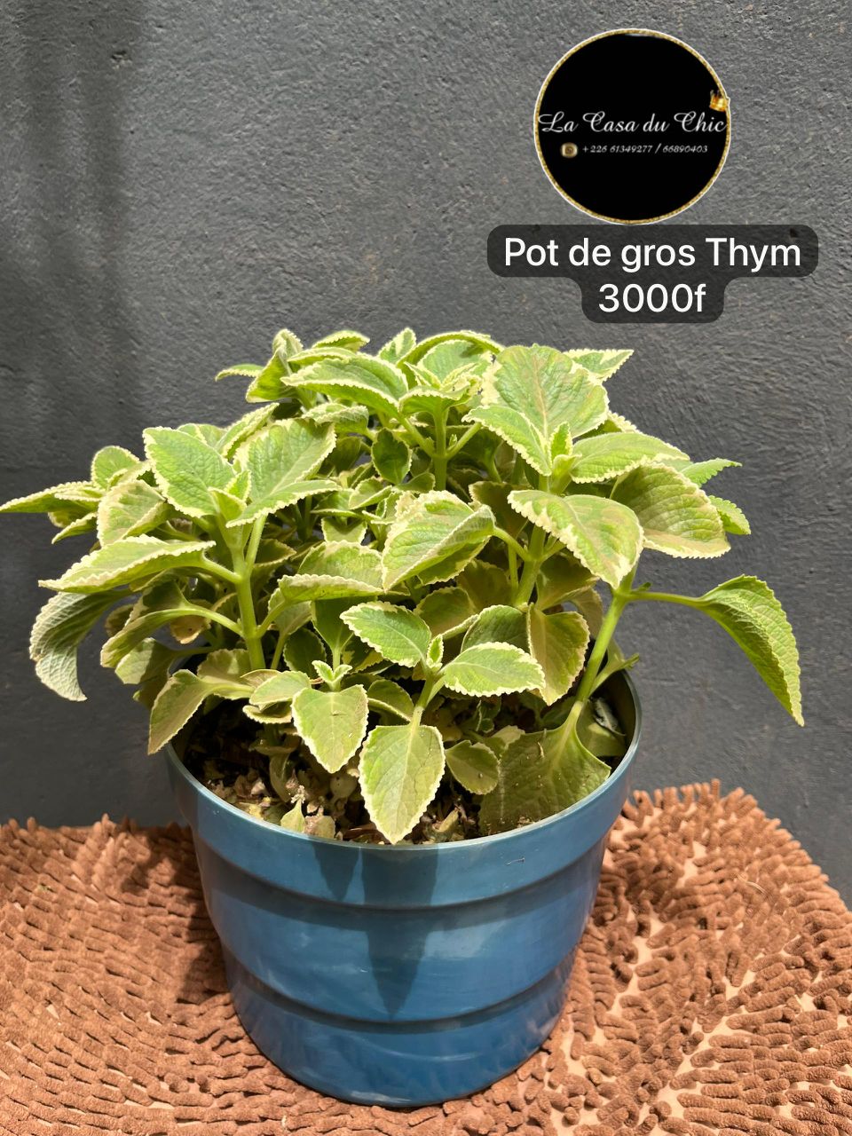 Pot de thym