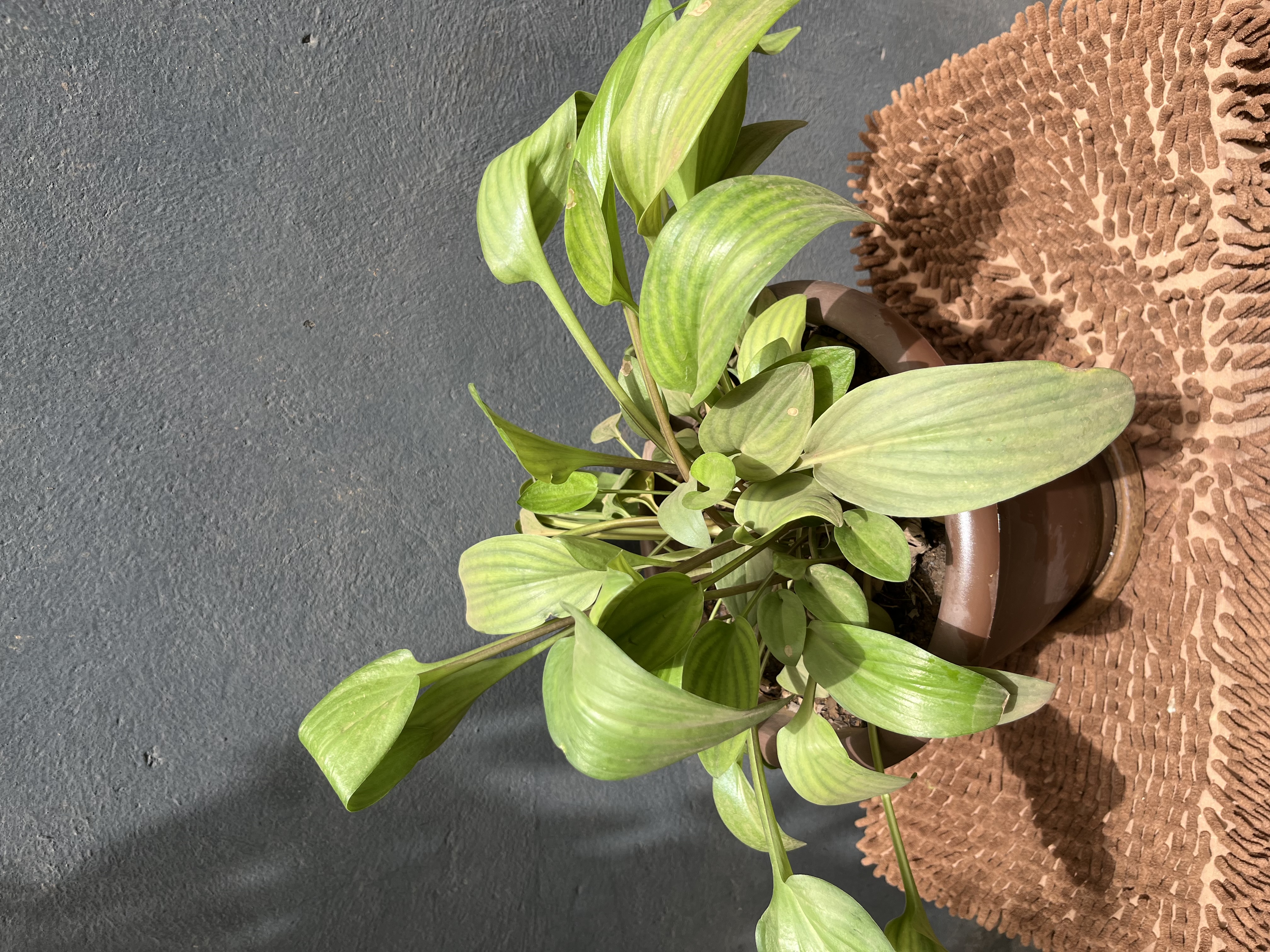 Pot d’hosta